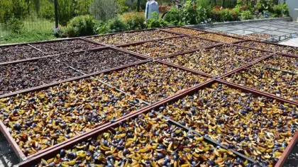 138 yıl önce tek fidanla başladı: Yurt dışından talep yağıyor