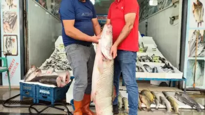1,5 metre uzunluğunda dev balık tezgaha çıktı!