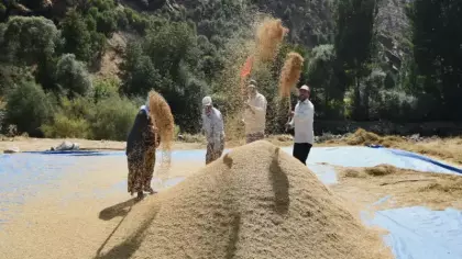 250 yıldır aynı tohumla üretiliyor! Burada teknoloji kullanılmıyor!