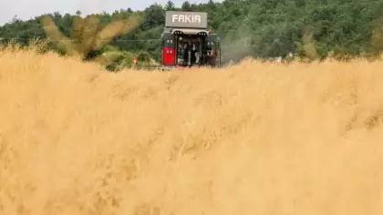 335 bin dekarlık alanda buğday hasadı: Verim yüksek fiyat aynı!