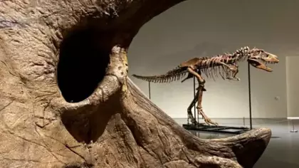 67 milyon yıllık rekor! Nadir bulunan T. rex iskeletine servet değerine alıcı
