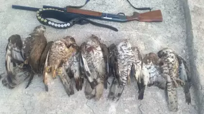 7 arı şahinini vuran avcıya 1 milyon 356 bin TL’lik ceza!