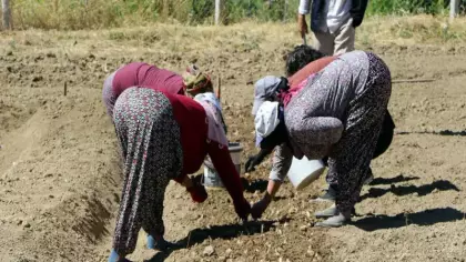 80 bin çiçekten sadece 500 gram elde ediliyor: Kilosu 600 bin lira
