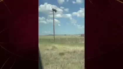 ABD'de akılalmaz manzara: Dev ayı elektrik direğinde mahsur kaldı