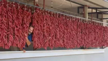 Acısı zehir, kazancı tatlı: Demeti 500 TL'den satılıyor!
