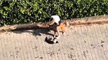 Adana’da dehşet! Pitbull kediyi parçaladı, sahibi “Polisi aramayın” diye yalvardı