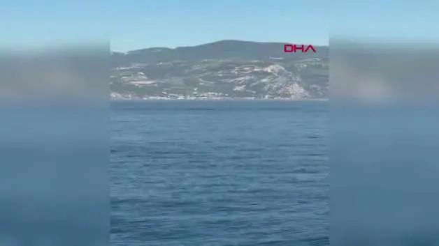 Akdeniz'de balina görüldü