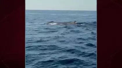 Alanya açıklarında görüntülenen balina herkesi şaşırttı