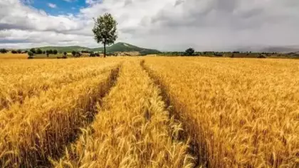 Almanya Tarım Bakanı, Türkiye ile işbirliğini geliştirmek istediklerini belirtti
