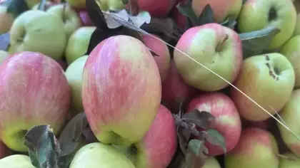 Altı ay bozulmadan kalıyor! Sadece o bölgede yetişiyor!