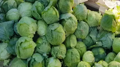 Alucra kelemi tezgahlardaki yerini aldı! Coğrafi işaret için gün sayıyor