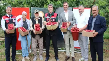 Amasya’da dalları kiraz bastı: Bu yıl 50 bin ton rekolte bekleniyor
