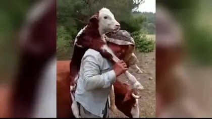 Amasya'da duygulandıran anlar: Yeni doğan buzağıyı sırtında köye taşıdı