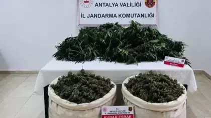 Antalya'da zehir tarlasına jandarma darbesi: Kilolarca esrar ele geçirildi!