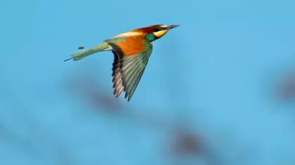 Avlayana para ve hapis cezası