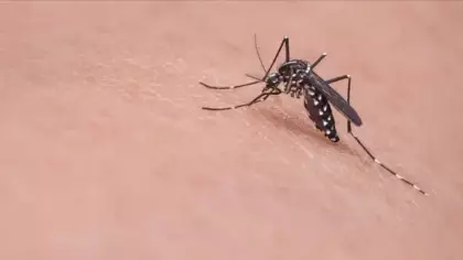 Avrupa'da Batı Nil virüsü alarmı! Ülkede ilk kez görüldü