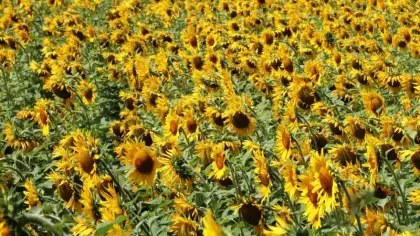Ayçiçeği alımları başladı: Üreticiye 122 milyon liralık destek