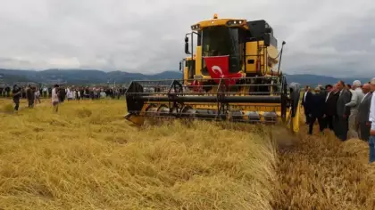Aylardır bu anı bekliyorlardı: Çeltik hasadı başladı!