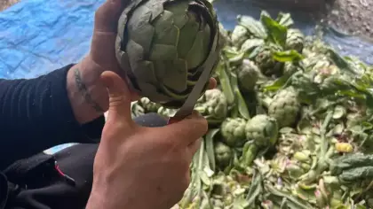 Aylık kazancı en az 240 bin lira! Yaptıkları iş ise sadece bu bitkiyi soymak