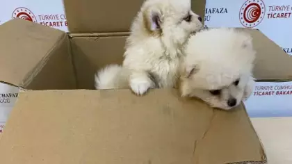 Bakanlıktan yavru köpeklere yönelik kaçakçılık girişimine geçit yok