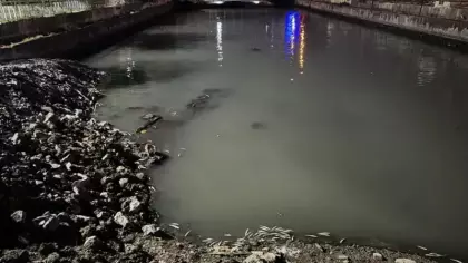 Bakırköy'de dere yatağında binlerce ölü balık bulundu