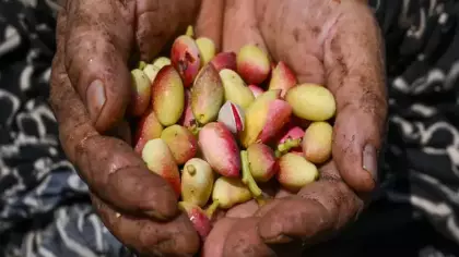 Baklavanın yeşil altınında hasat başladı: Rekolte beklentisi 60 bin ton
