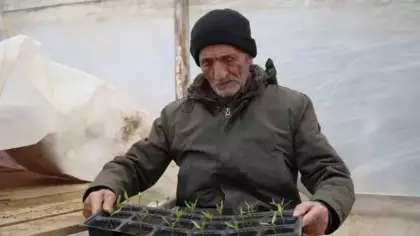 Bayburtlu çiftçi ata tohumlarını yaşatmak için ücretsiz fide dağıtıyor