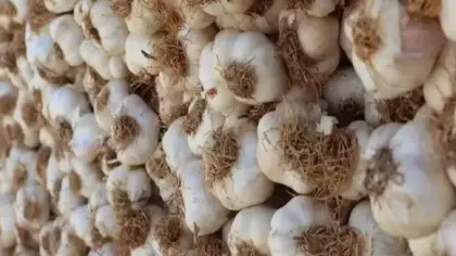 Beyaz altında hasat başladı! Tanesi 120 liradan satılıyor