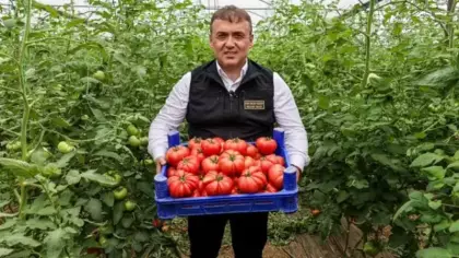 Bilecik'te örtü altı domates hasadı başladı
