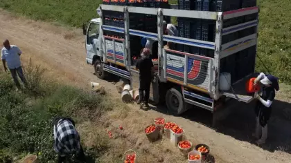 Bitlis'te domates bereketi! Hasat başladı! Bölgede zirveyi kimseye kaptırmadı!