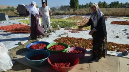 Bölgede rakibi yok! Kış sofralarının vazgeçilmezi: 25 dönümlük tarladan Avrupa'ya gidiyor