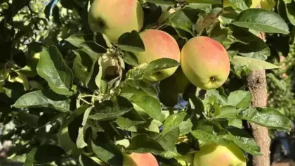 Bu elma dalından kopartıldıktan sonra 6 ay boyunca tüketilebiliyor