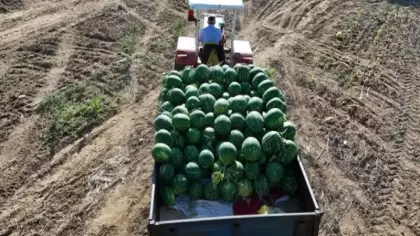 Bu karpuzu almak için sıraya giriyorlar! Fiyatı açıklandı