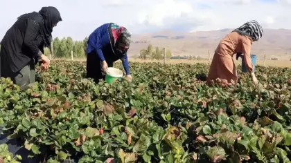 Burada yetişmez demişlerdi: Tonlarca meyve verdi!