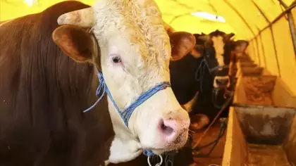 Canlı hayvan naklinde yeni dönem: Yönetmelik değişti