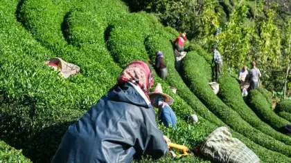 ÇAYKUR'da ikinci sürgün yaş çay alımları bugün tamamlanıyor! Üçüncü alım tarihi belli oldu