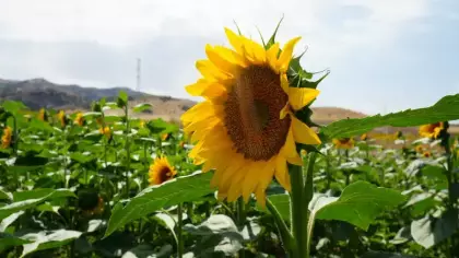 Çiftçiye ikinci kazanç sağlıyor! Buğday hasadının ardından ekildi