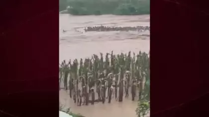 Çin'de sel felaketinde yılan çiftliği yıkılınca 900 yılan kaçtı, işte o anlar