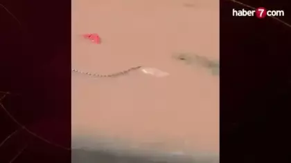 Çin'de sellerin vurduğu çiftlikteki yaklaşık 900 yılan kaçtı