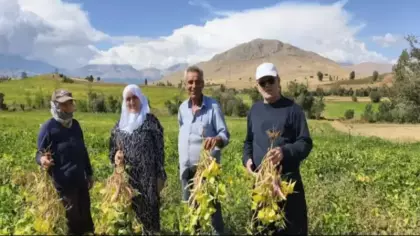 Coğrafi işaretli lezzette hasat başladı! Tarlada kilosu 125 TL