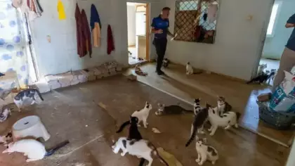 'Çöp ev' ihbarına giden ekipler adreste 100 kedi buldu