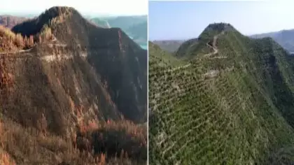 Cumhuriyet tarihinin en büyük orman yangınının yaşandığı bölge küllerinden doğdu