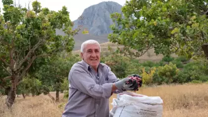 Darende'nin 60 yıllık fıstık serüveni üreticinin yüzünü güldürüyor