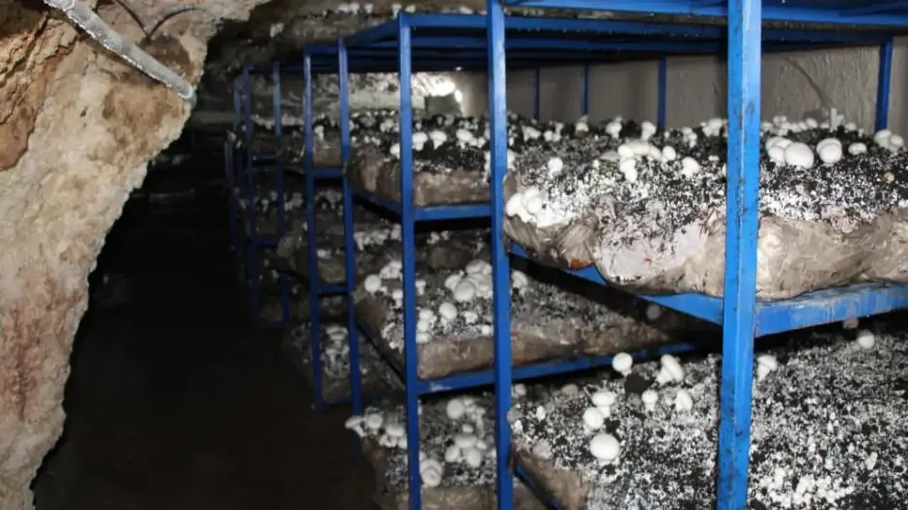 Dededen kalma mağaraya tesis kurdu: Yılda 3 ton üretiyor