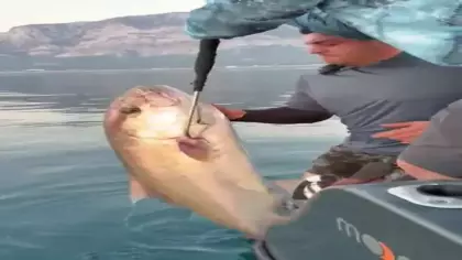 Dev balığın kantardaki kilosunu görünce sevinçten havalara uçtu