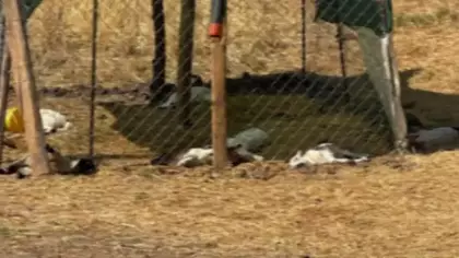 Diyarbakır'da köpeklerin saldırdığı 15 kuzu öldü