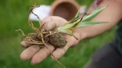 Doğada toplanması yasak! Kilosu 13 bin liradan satılıyor