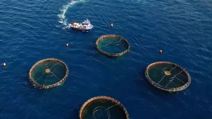 Doğu Karadeniz’den dev ihracat atağı! 5 ayda tam 73 milyon dolar kazandırdı