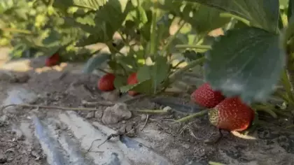 Doğu'da alternatif tarım: Patnos'ta 5 dönümlük tarlada çilek hasadı