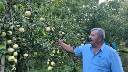 Dünyada sadece Sivas’ta yetişiyor: Bu elma dalından koparıldıktan sonra 6 ay dayanıyor